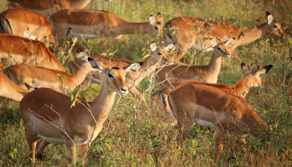  3 Days Serengeti Migration 