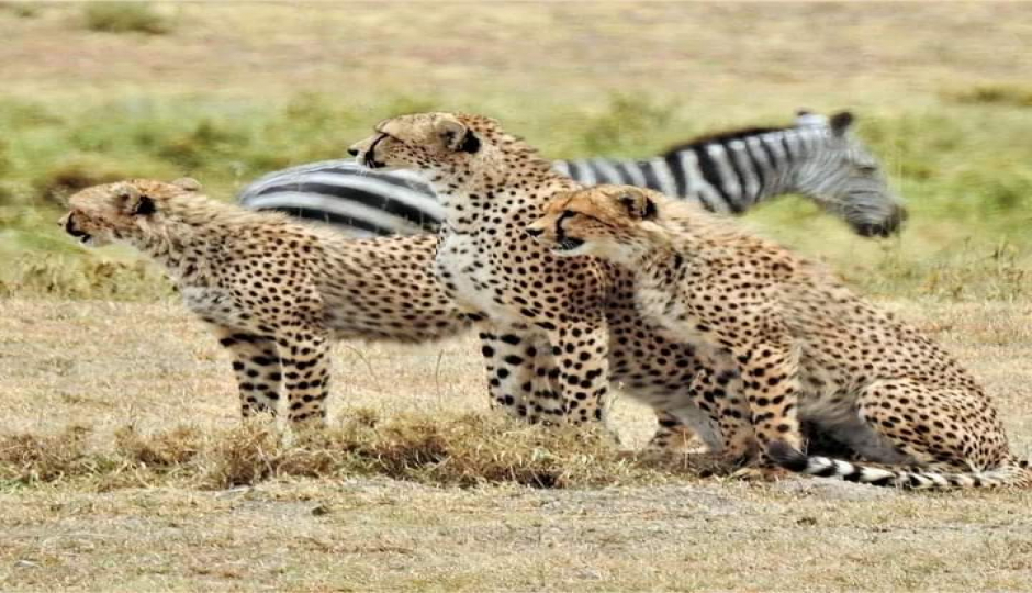 Slides Images for Quick Amboseli Escape: A 2-day Safari Adventure