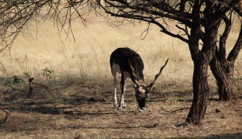 Slides Images for 1 Day Tanzania Sharing Safari -tarangire