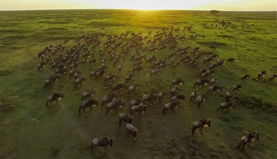 7days Serengeti Wildebeest Migration