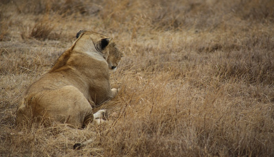 Slides Images for 8 Days Serengeti Safari