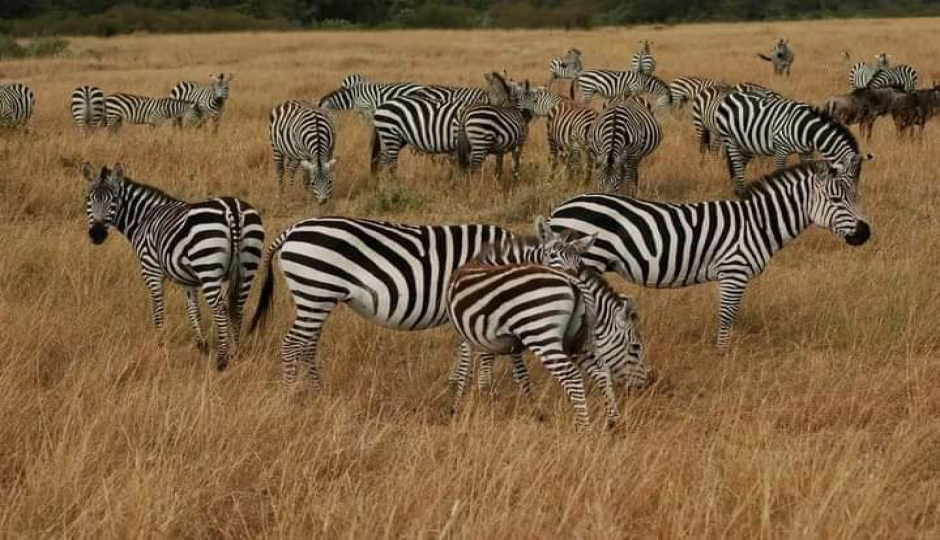 Slides Images for 3 Days Of Wildlife And Wonder: Amboseli & Tsavo