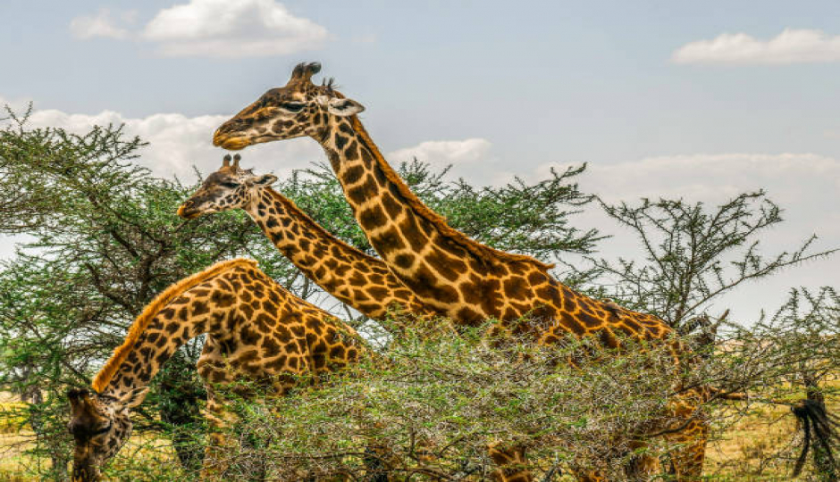 Best 10 Days Serengeti Safari