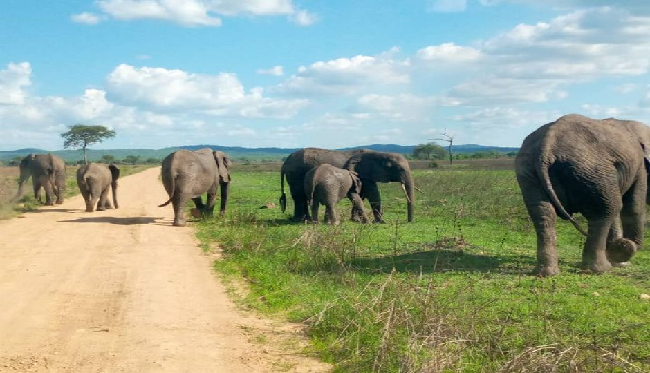 Mikumi And Uluguru Adventure Safari