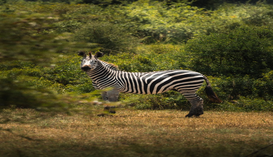 Slides Images for 5 Days Serengeti Migration Tour