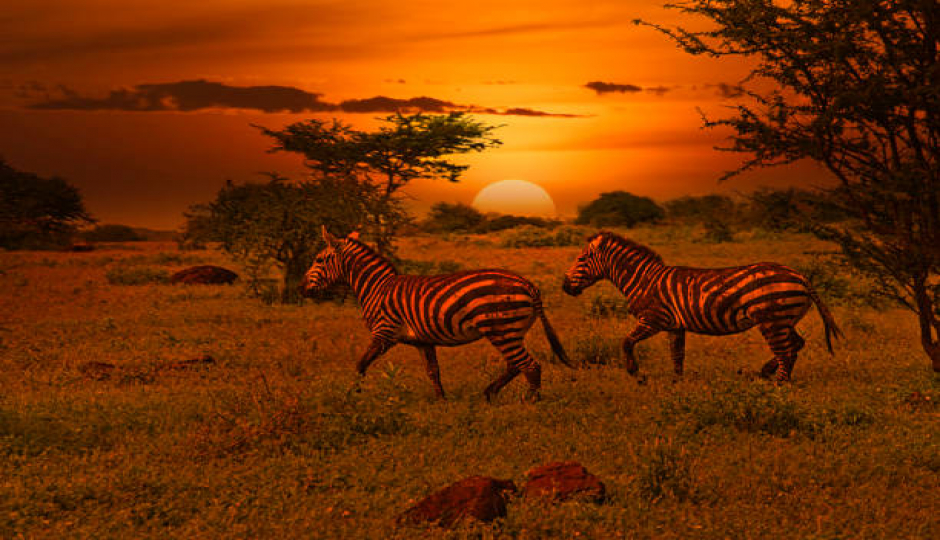 Best 1-day Serengeti Safari From Mwanza