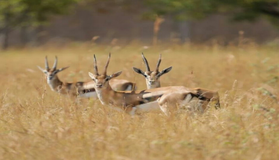 Slides Images for Ngorongoro Crater  Day Trip