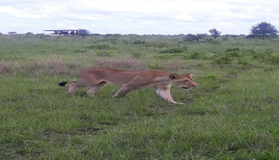 Mikumi National Park - Game Drive