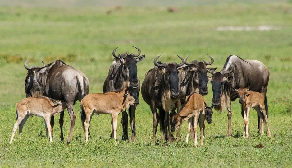 Olakira Afrika Safaris