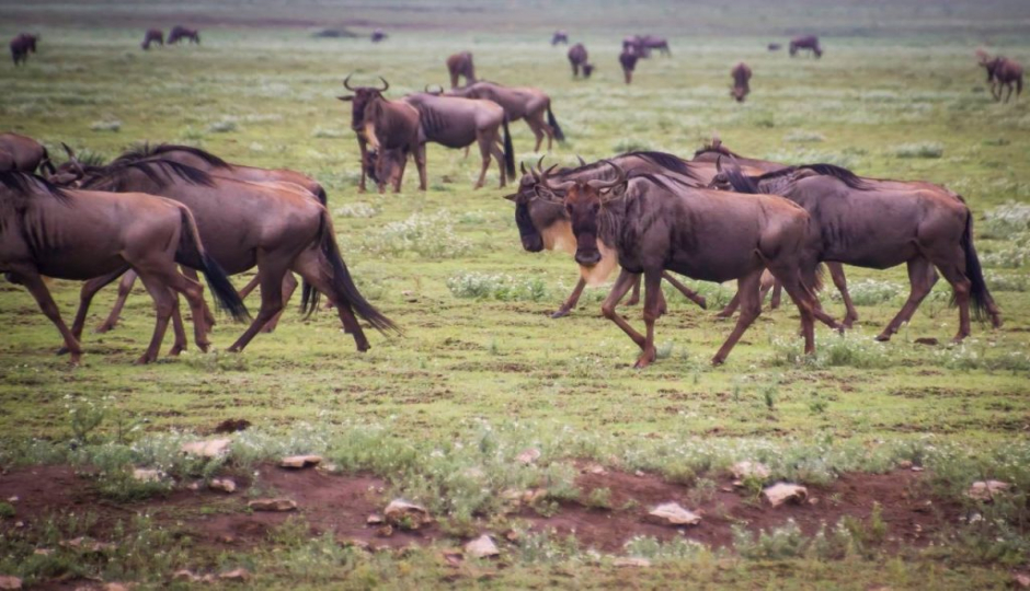 Slides Images for 5 Days Wildebeest Migration