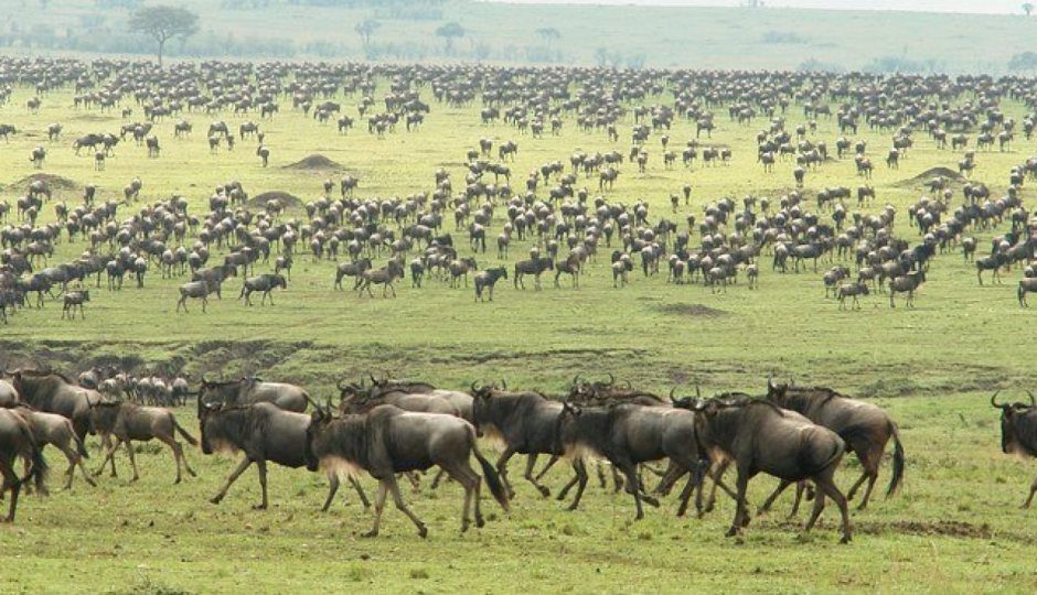 6-day Tanzania Wildebeest Migration