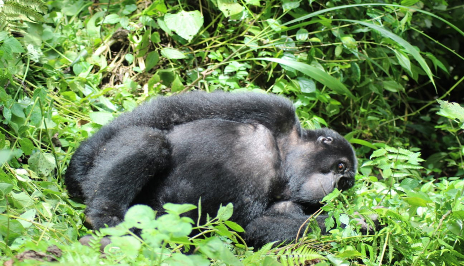 Slides Images for  Gorilla Trekking Tour Of Bwindi Forest 