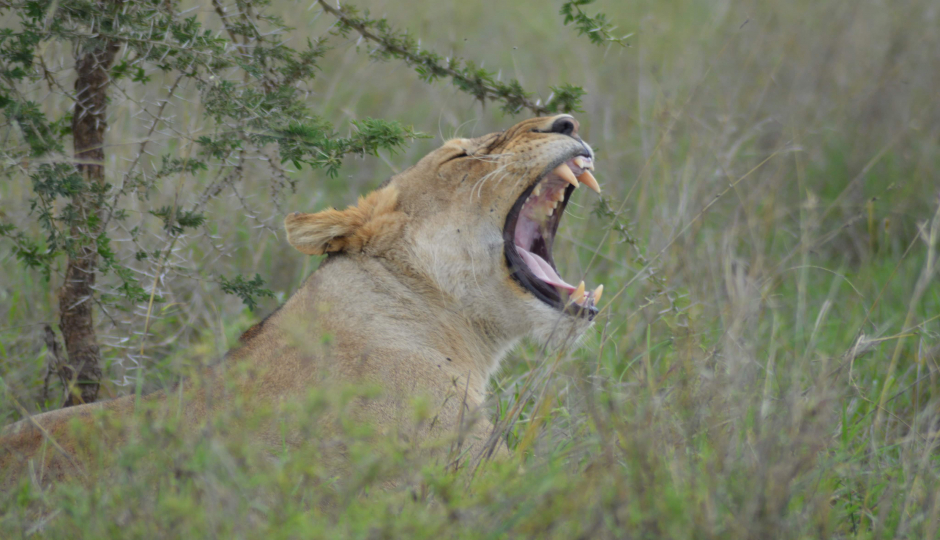 Slides Images for 2-days Luxury Wildlife Safari