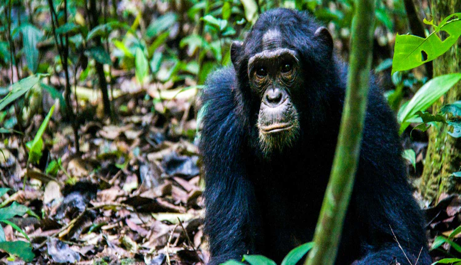 chimpanzee Tracking Safari