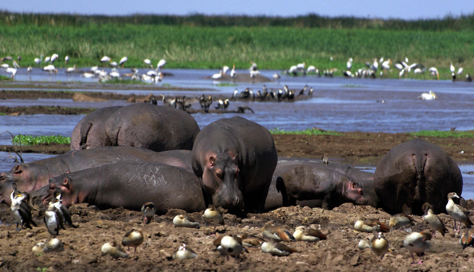 Slides Images for  Ngorongoro, Serengeti & Lake Manyara