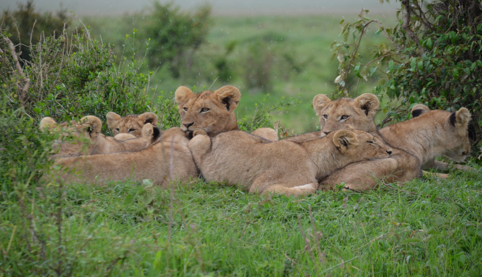 Slides Images for 9 Days Serengeti Migration 