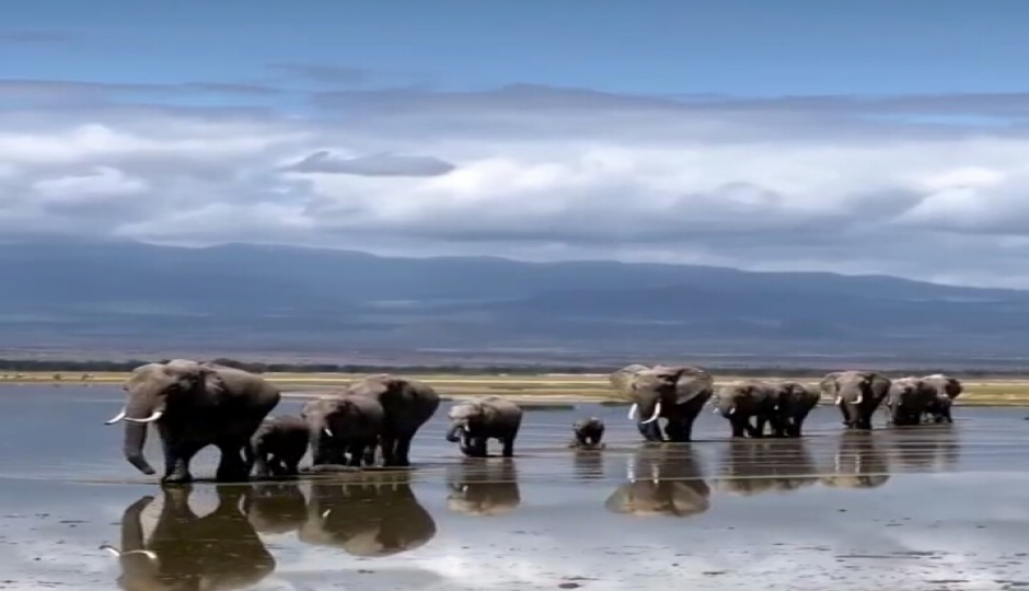 Tarangire N.park & Ngorongoro Crater 