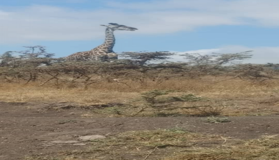 Slides Images for Great Migration And Ngorongoro Crater