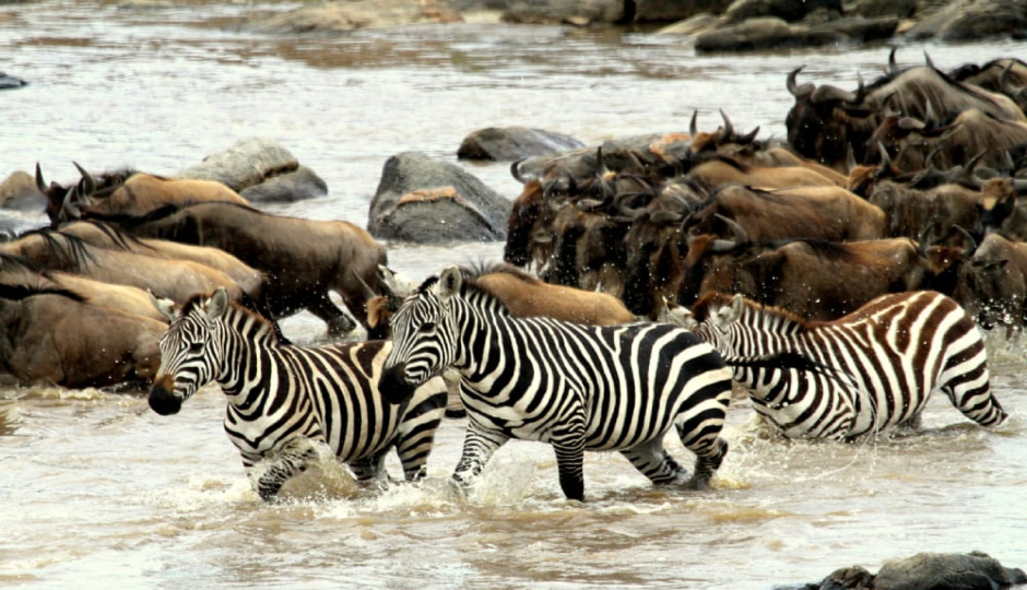 5- Days Serengeti Migration Safari