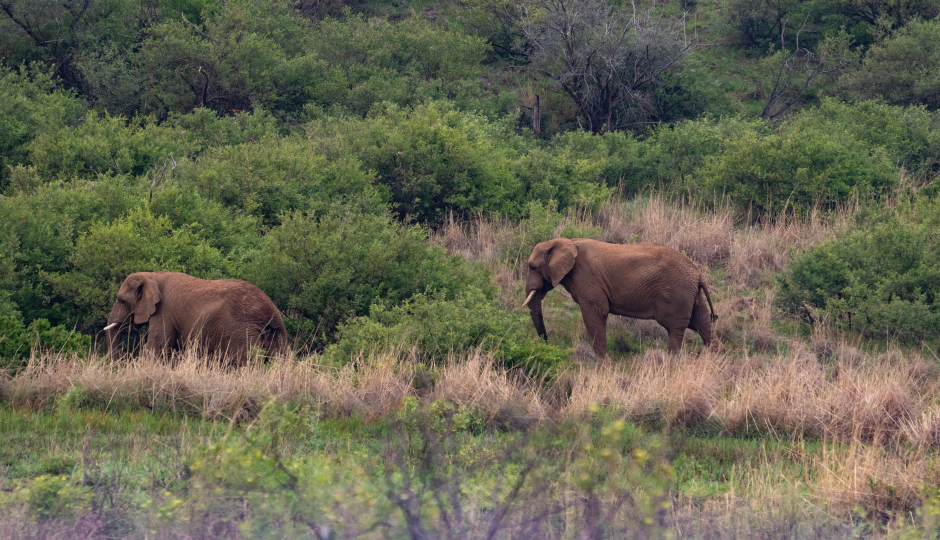 Slides Images for 6 Days Serengeti Migration