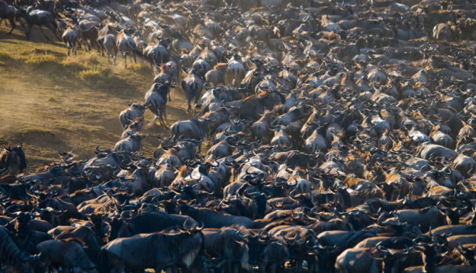 Best 10 Days Serengeti Migration Safari