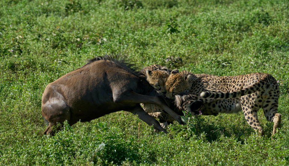 The best 3 Days Serengeti Safari