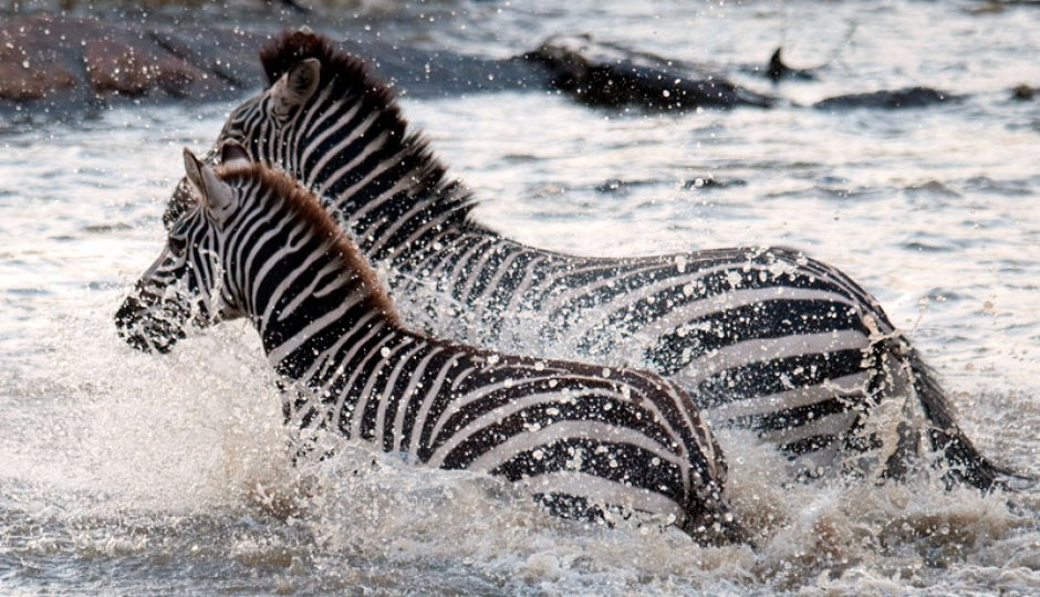 Slides Images for 9-day Wildebeest Migration Safari