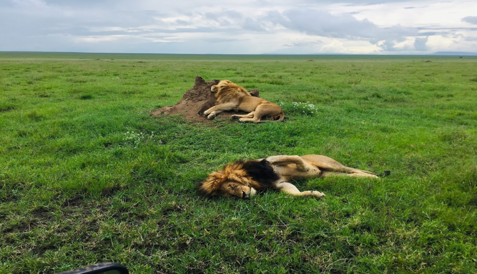 Slides Images for Tanzania Safaris