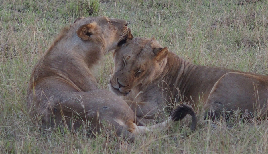 3-days Tanzania Mid-range Safari 