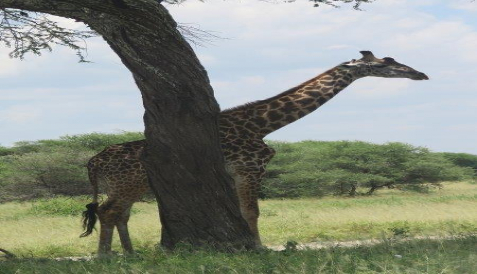 Slides Images for 3 Days Tanzania Private Safari