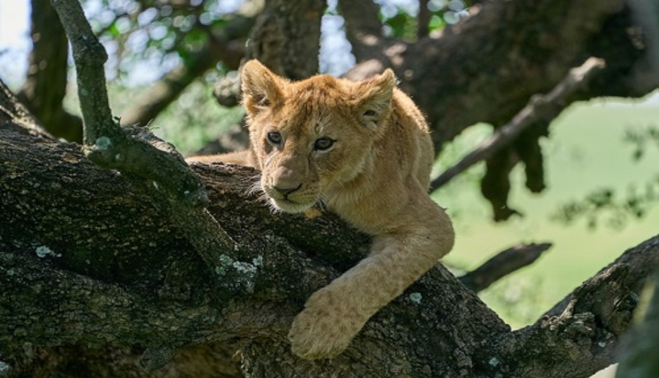 Best 4 Days Tanzania Lodge Safari