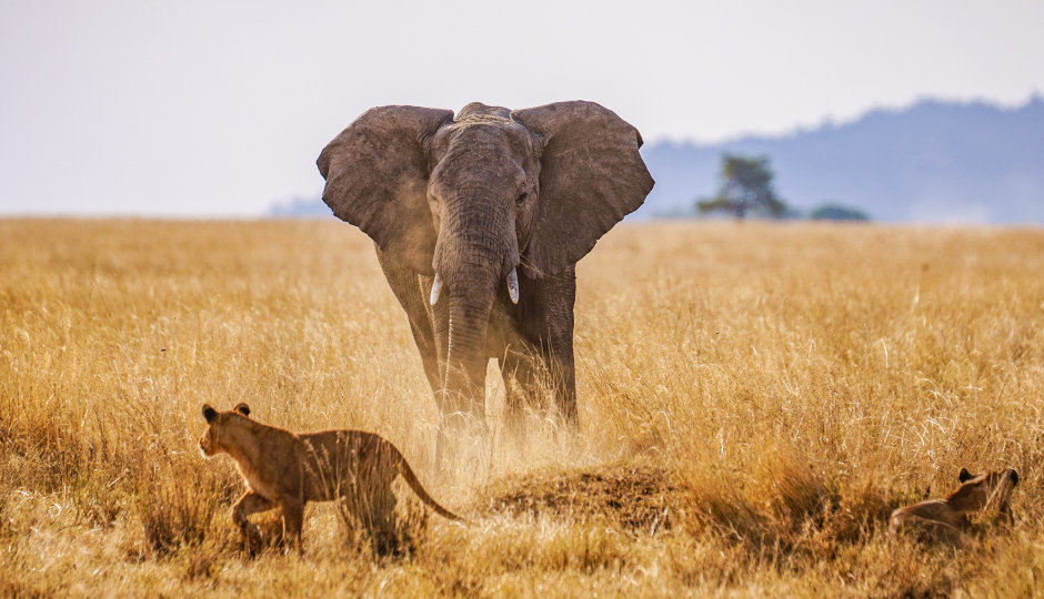 2-Day Taste of Tarangire and Ngorongoro Crater