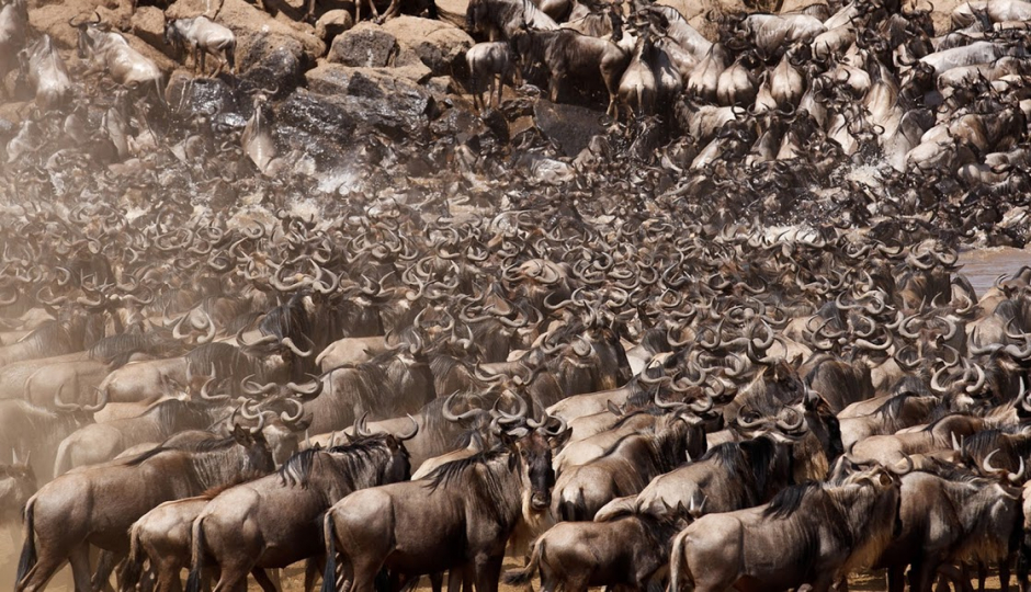 Slides Images for 11 Day Great Serengeti Wildebeest Safari