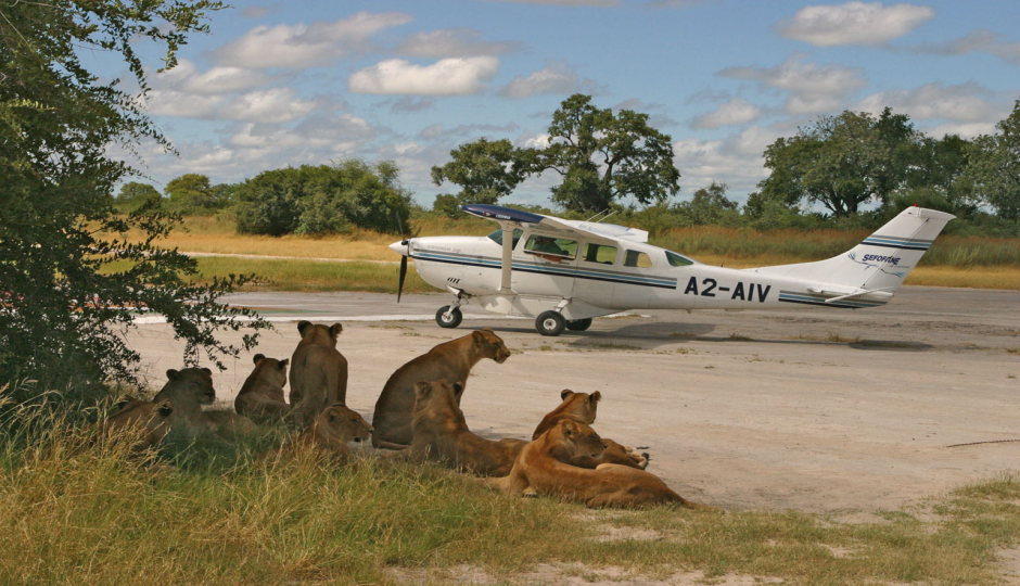 Flying In Safari 