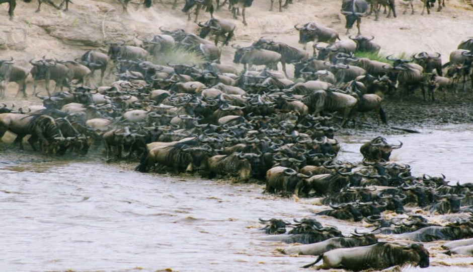 Great Serengeti Migration Tanzania Safar