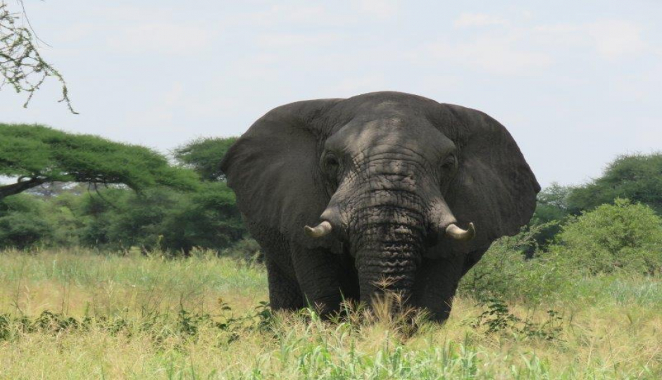 3 Days Tanzania Private Safari