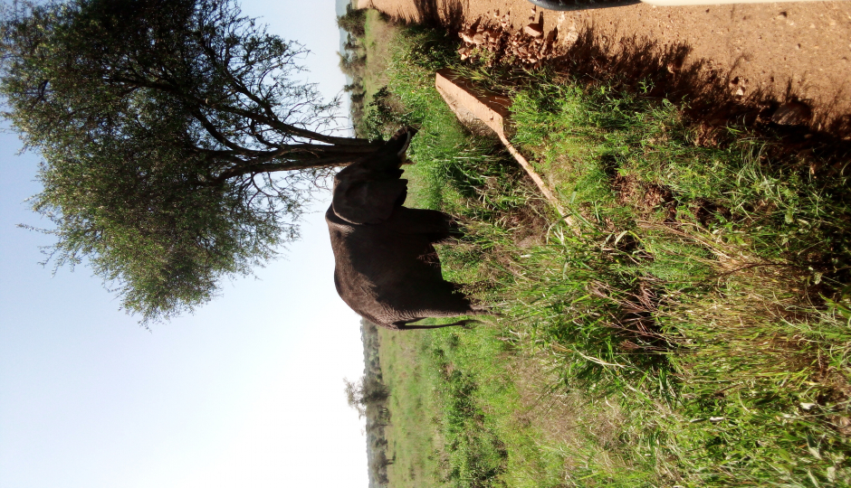 1 DAY TRIP TO NGORONGORO NATIONAL PARK 