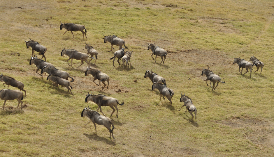 8 Days Greatserengeti Migration,