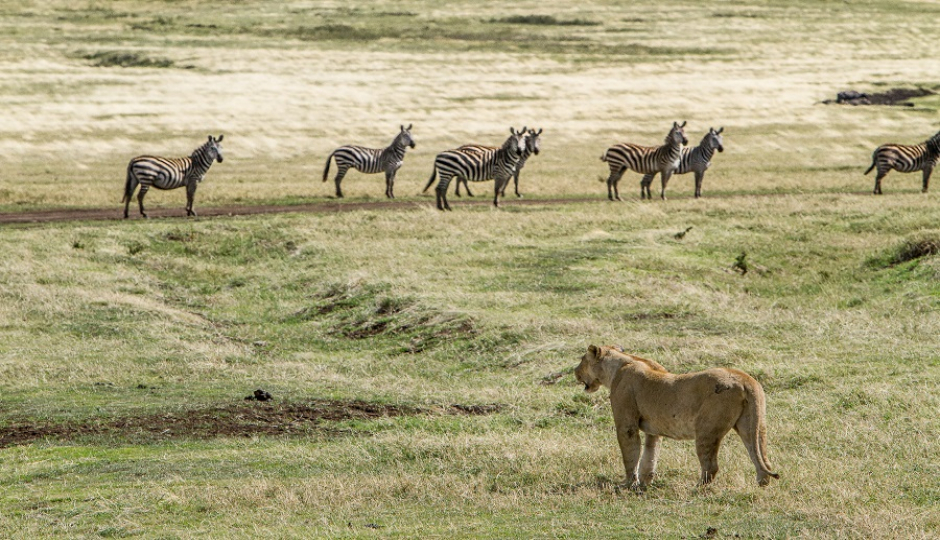 Slides Images for 5 Days Tanzania Joining Safari Tour Package