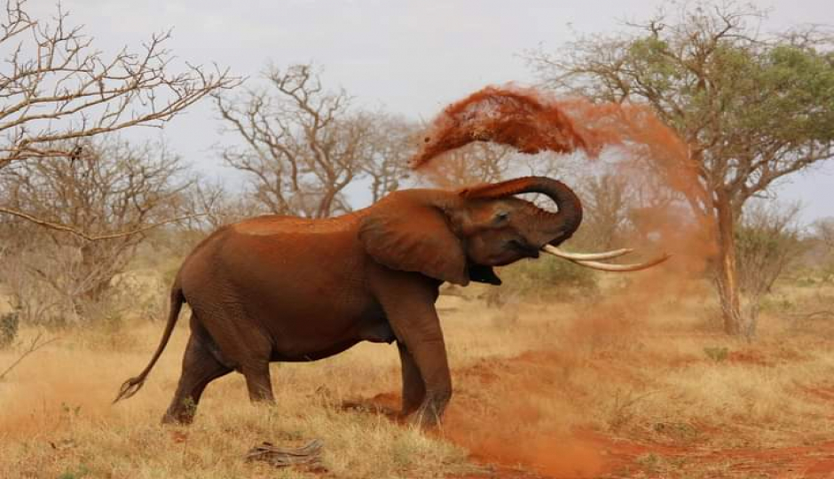 Slides Images for 3 Days Of Wildlife And Wonder: Amboseli & Tsavo