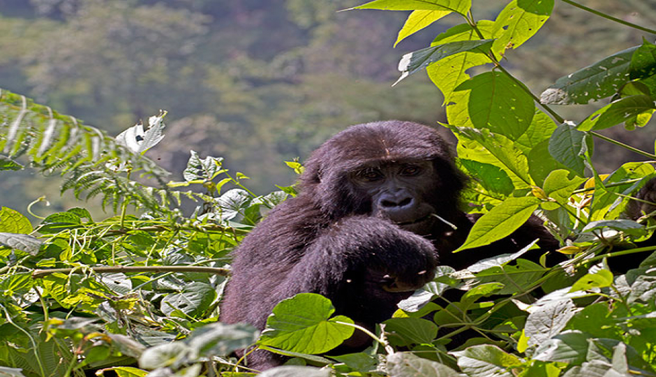 Slides Images for Ultimate Gorilla Safari To Uganda