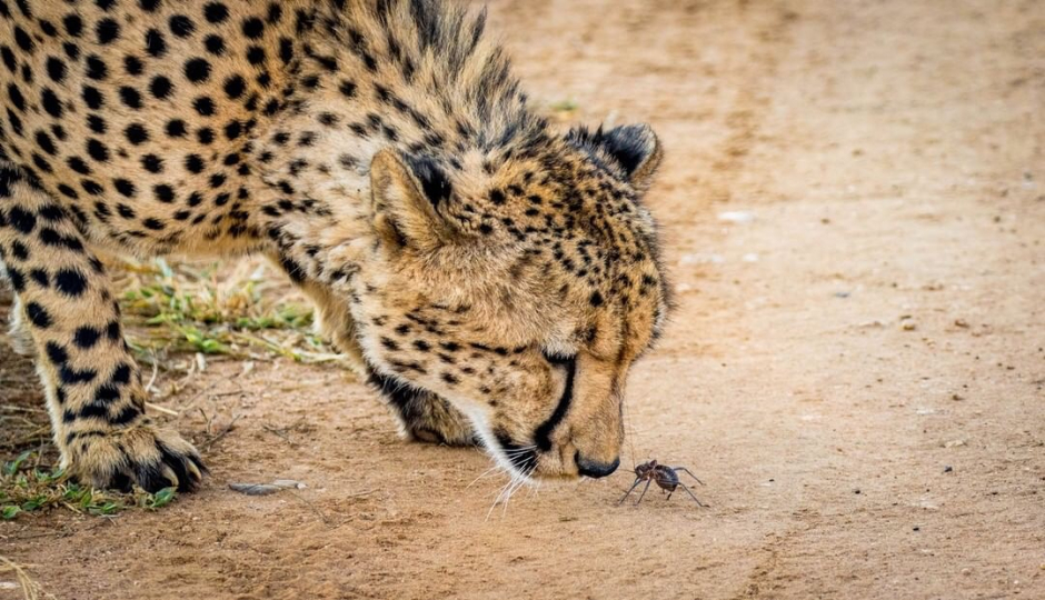 Slides Images for  5 Days Manyara Ngorongoro Serengeti