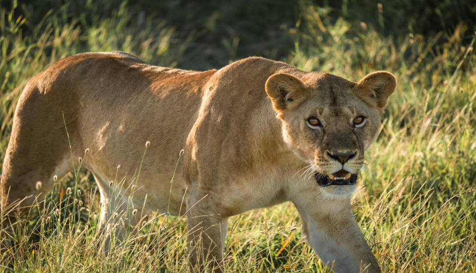 Slides Images for Tanzania Mid-range Safari Tour