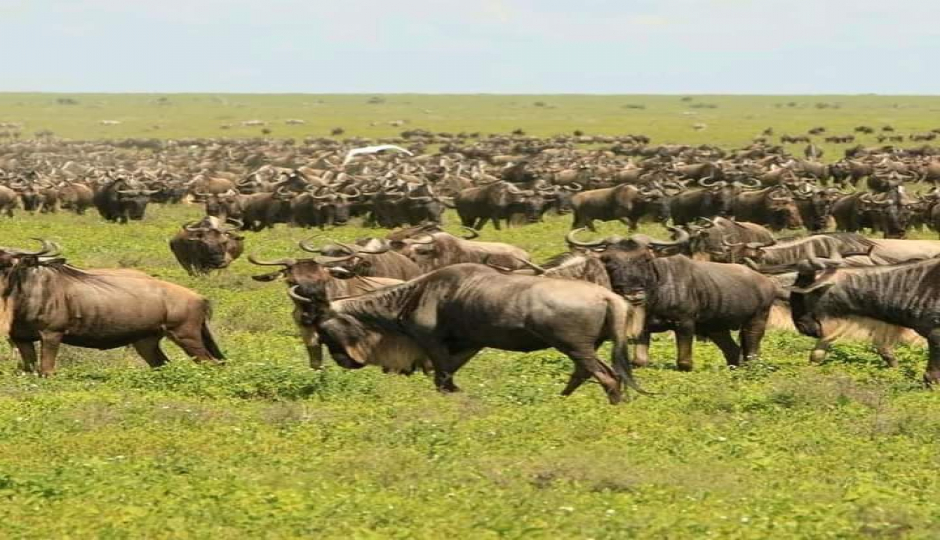 Slides Images for  Ngorongoro And Serengeti Camping Tour