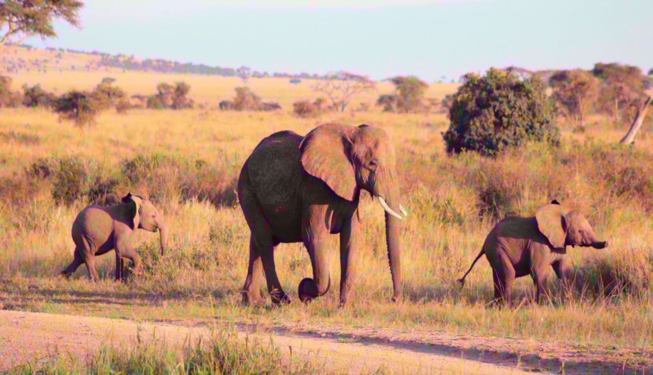 Slides Images for Best 1 Day Tarangire Safari