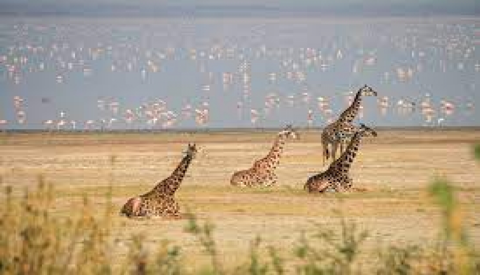 Slides Images for 1 Day  Safari To Lake  Manyara