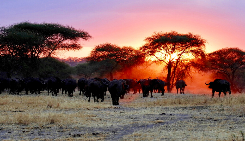 4 Days  Serengeti Migration Safari