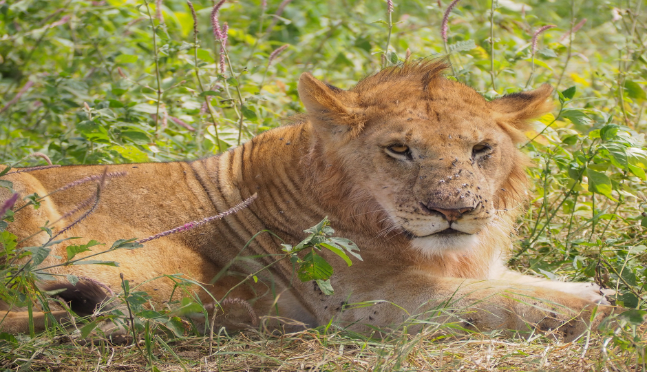 Slides Images for 4 Days Of Great Tanzania Migration