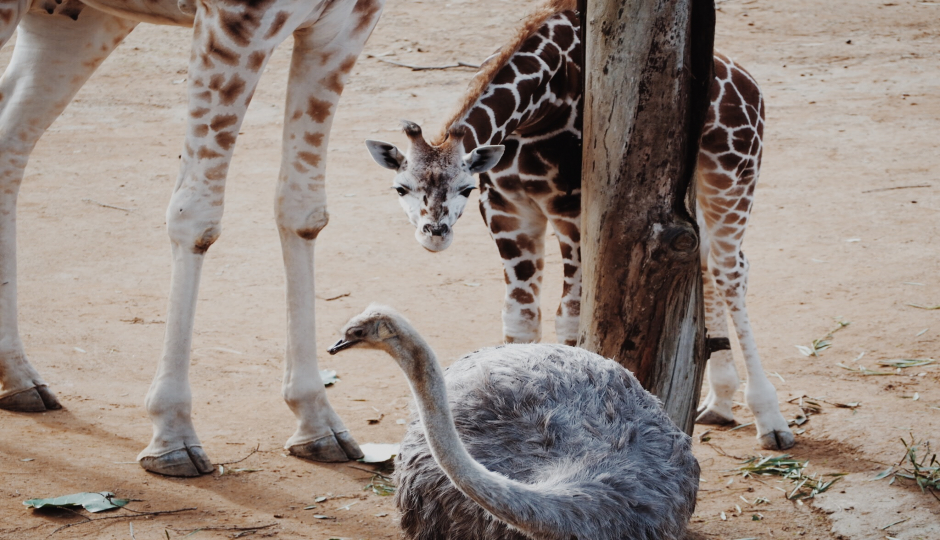 Slides Images for 4 Days Calving Serengeti Migration 