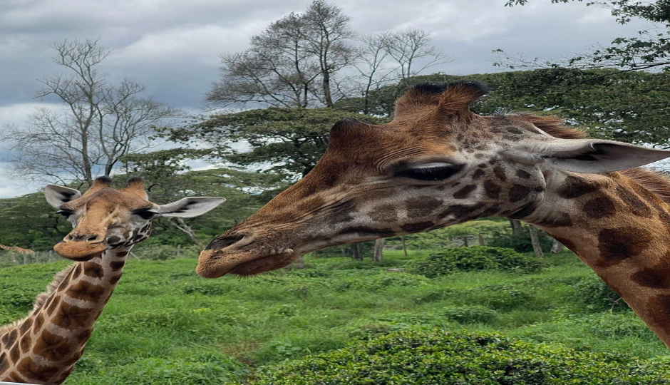 Slides Images for Nairobi National Park And Giraffe Center